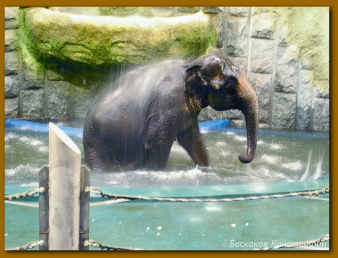 Слоновий душ.